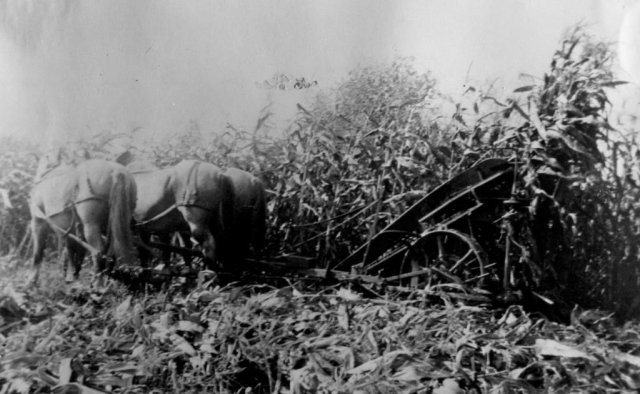 Watson's horse drawn corn cutter